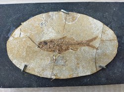 pesci fossili