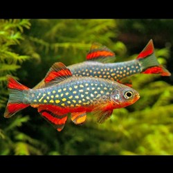 Aquarium