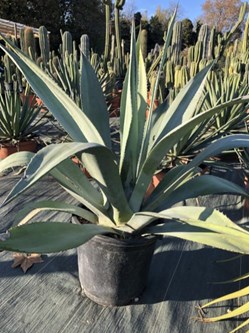 Agaves & Aloès