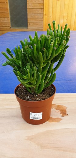 Les succulentes