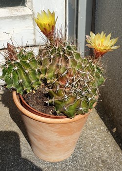 Les cactus