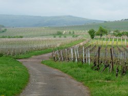Forêt, agriculture, élevage et viticulture...
