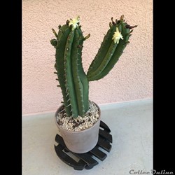 Mes Cactus