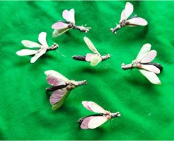 Créations d'insectes et animaux à partir de graines et végétaux.