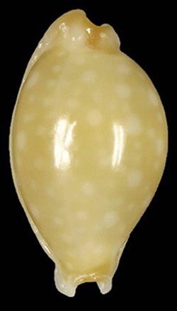 CRYPTOCYPRAEA