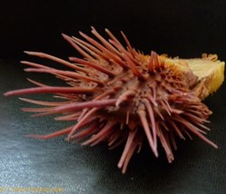 2. spondylae ma collection