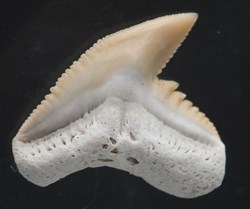 Les dents de requins fossile