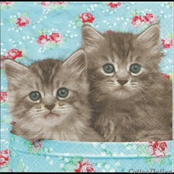 Katzenmotive