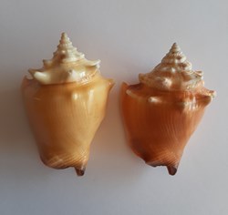 STROMBIDAE