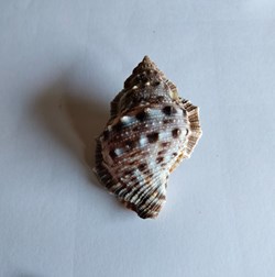BURSIDAE