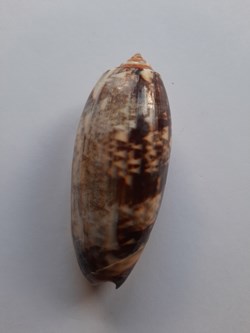 OLIVIDAE
