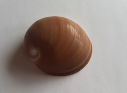 NATICIDAE
