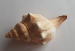 FASCIOLARIIDAE
