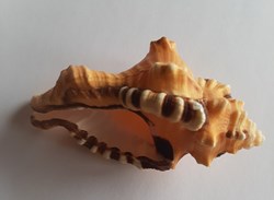 CYMATIIDAE