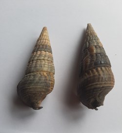 CERITHIDAE