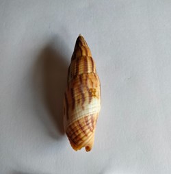 MITRIDAE