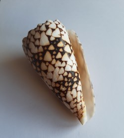 CONIDAE