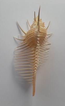 MURICIDAE