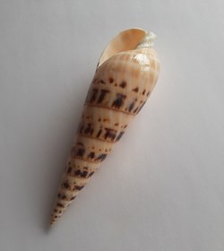 TEREBRIDAE