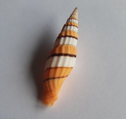 COSTELLARIDAE