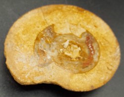 Fossiles minéraux