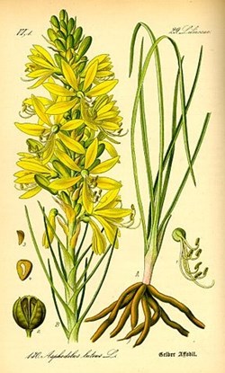 Famille Asphodelaceae