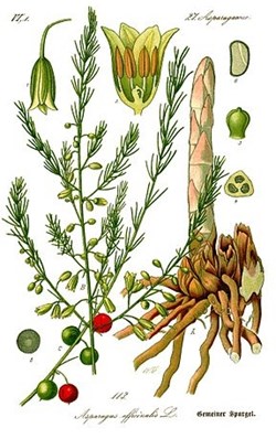 Famille Asparagaceae