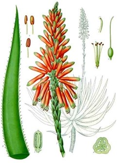 Famille Xanthorrhoeaceae