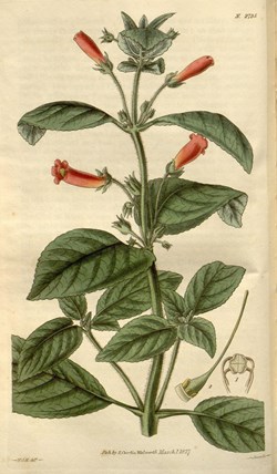 Famille Gesneriaceae