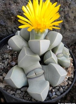 Famille Aizoaceae