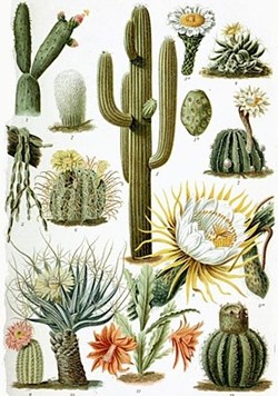 Famille Cactacées