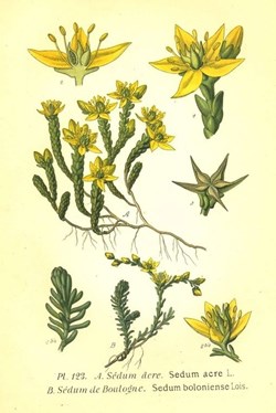Famille Crassulaceae