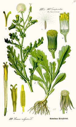 Asteraceae genre Séneçon (Senecio)