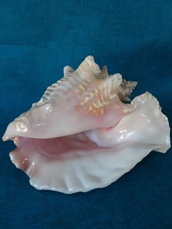 coquillage