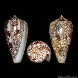 Conidae