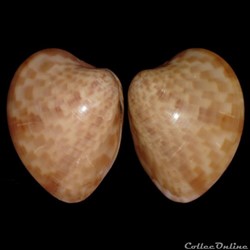 Antilles / Bivalves