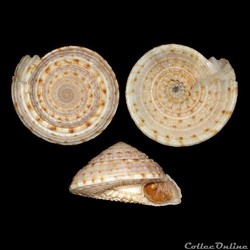 Antilles / Gastéropodes