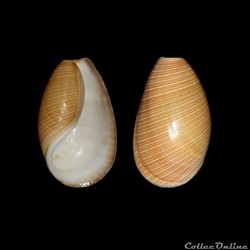 Méditerranée / Gastéropodes
