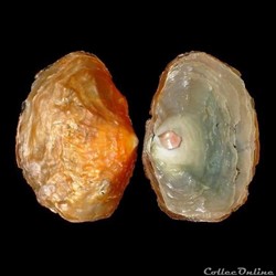 Afrique de l'Ouest / Bivalves