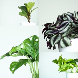 Houseplants