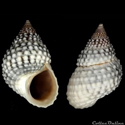 Littorinidae