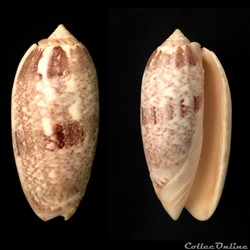 Olividae