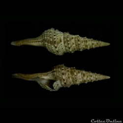 Turridae
