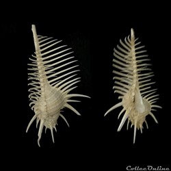 Muricidae