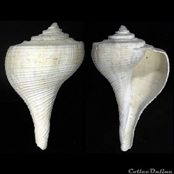 Buccinidae