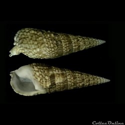 Cerithiidae