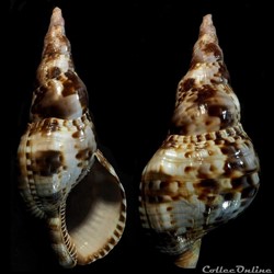 Ranellidae