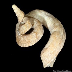 Turritellidae
