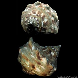 Turbinidae