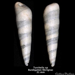 .Coquillages Fossiles  Fossil Seashells